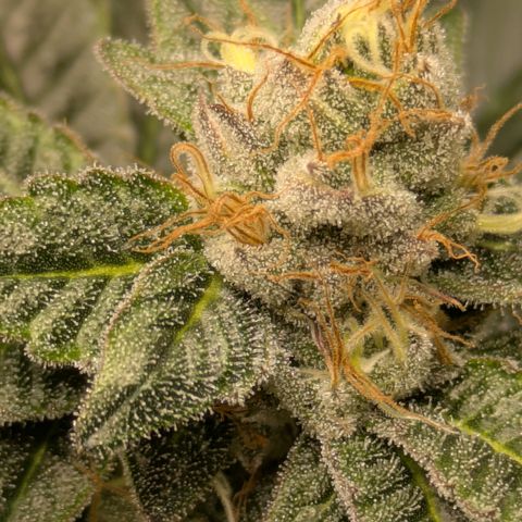 Fortune Cookie X Do-si-do #6 growlog timeline photo