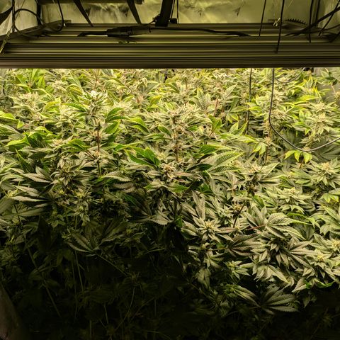 Fortune Cookie X Do-si-do #6 growlog timeline photo
