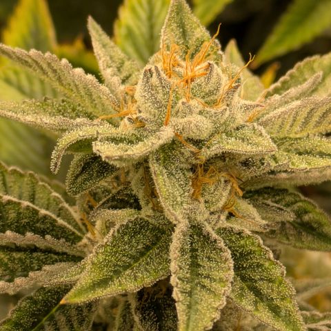 Fortune Cookie X Do-si-do #6 growlog timeline photo