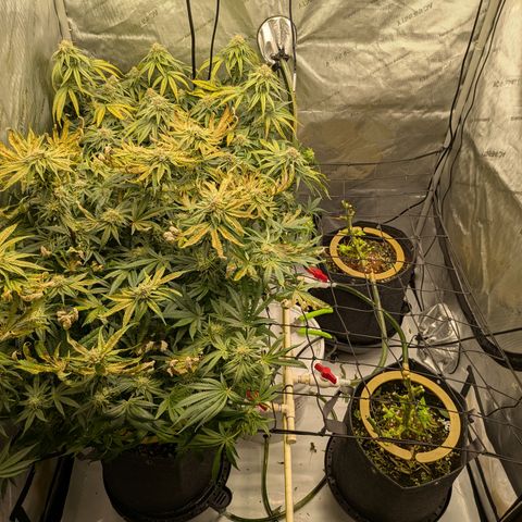 Hella Jelly #1 growlog timeline photo