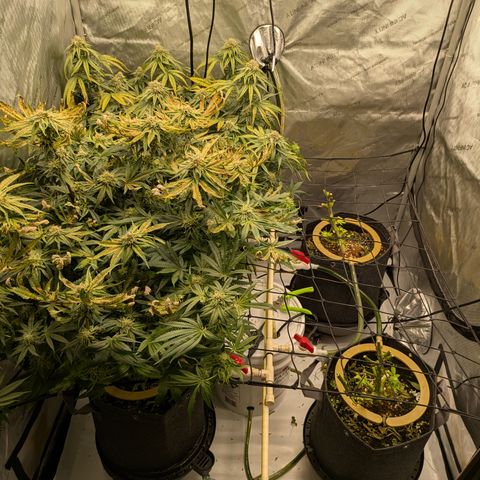 Hella Jelly #1 growlog timeline photo
