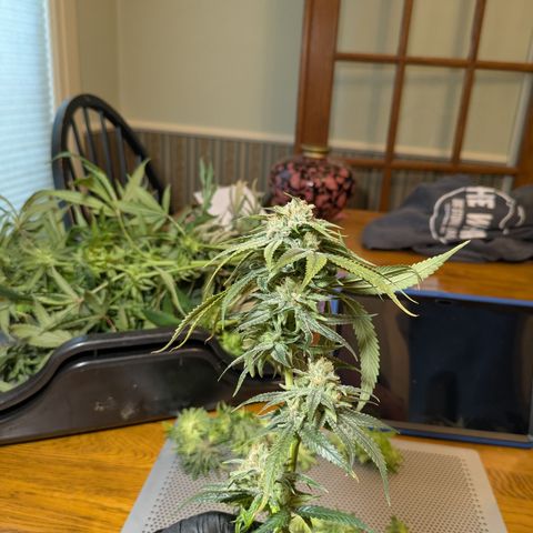 Hella Jelly #1 growlog timeline photo