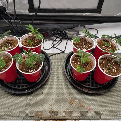 Dosido Cookies #8 growlog timeline photo