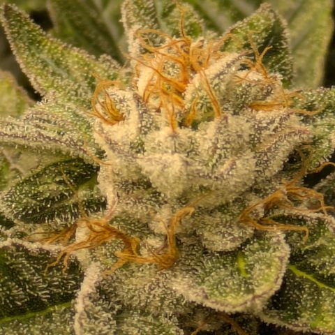 Fortune Cookie X Do-si-do #6 growlog timeline photo