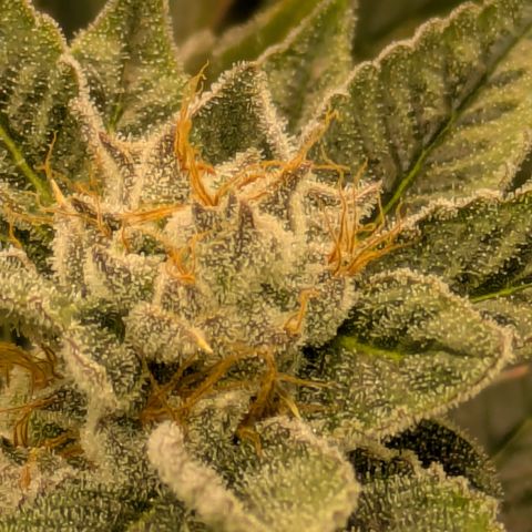 Fortune Cookie X Do-si-do #6 growlog timeline photo