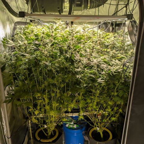 Fortune Cookie X Do-si-do #6 growlog timeline photo