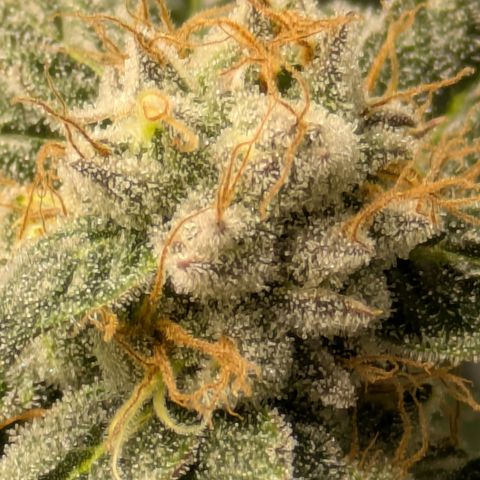 Fortune Cookie X Do-si-do #6 growlog timeline photo
