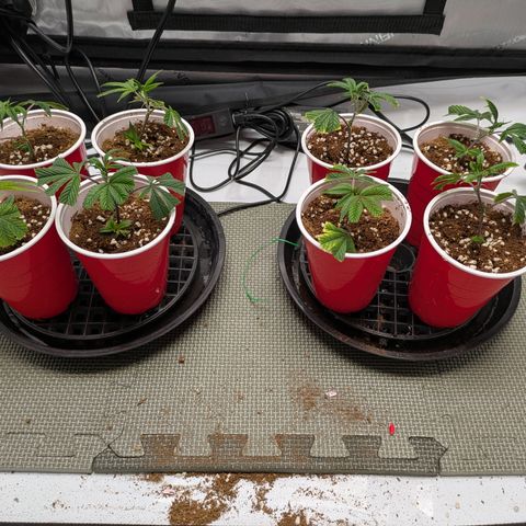 Dosido Cookies #8 growlog timeline photo