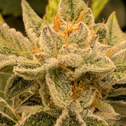 Fortune Cookie X Do-si-do #6 growlog timeline photo