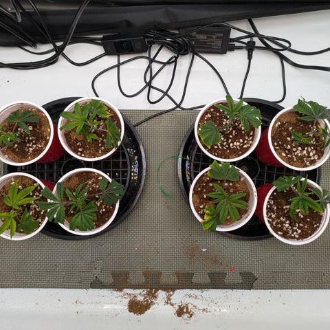 Dosido Cookies #8 growlog timeline photo