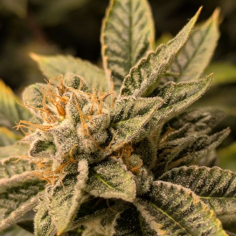 Fortune Cookie X Do-si-do #6 growlog timeline photo