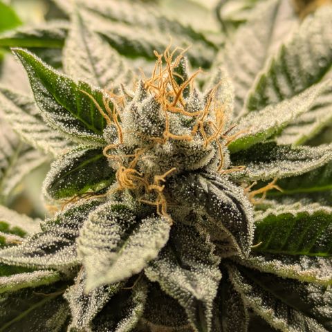 Fortune Cookie X Do-si-do #6 growlog timeline photo