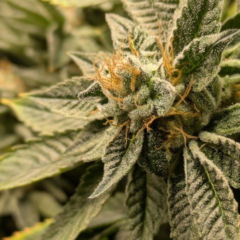 Fortune Cookie X Do-si-do #6 growlog timeline photo