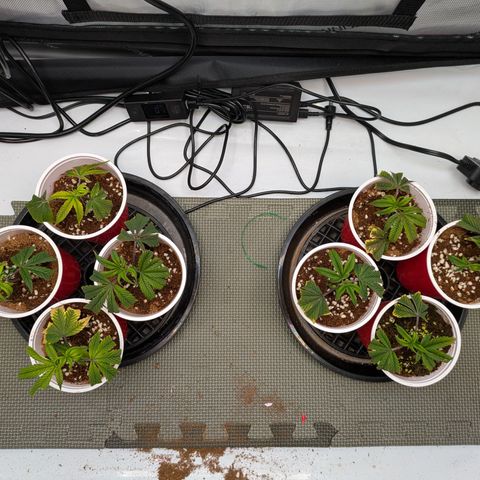 Dosido Cookies #8 growlog timeline photo