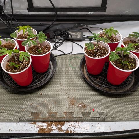 Dosido Cookies #8 growlog timeline photo
