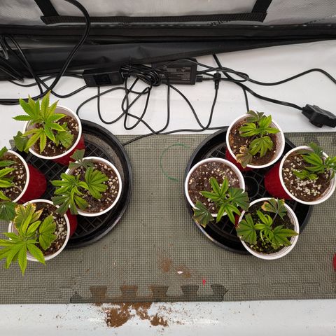 Dosido Cookies #8 growlog timeline photo