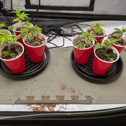 Dosido Cookies #8 growlog timeline photo