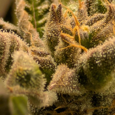 Fortune Cookie X Do-si-do #6 growlog timeline photo