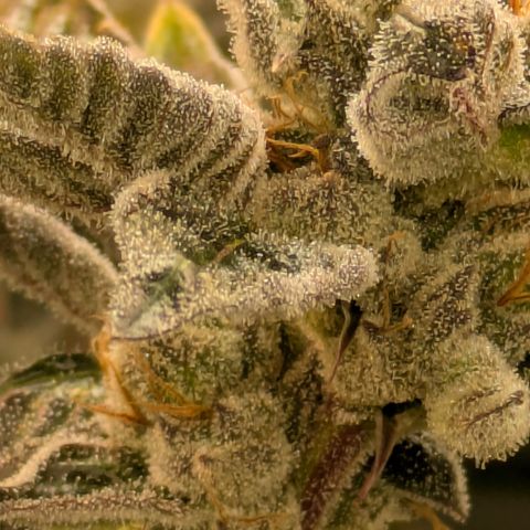 Fortune Cookie X Do-si-do #6 growlog timeline photo