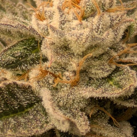 Fortune Cookie X Do-si-do #6 growlog timeline photo