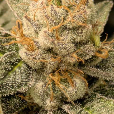 Fortune Cookie X Do-si-do #6 growlog timeline photo
