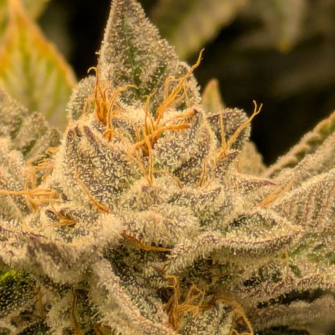 Fortune Cookie X Do-si-do #6 growlog timeline photo