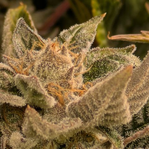 Fortune Cookie X Do-si-do #6 growlog timeline photo