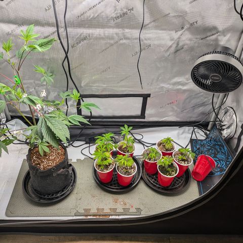 Dosido Cookies #8 growlog timeline photo