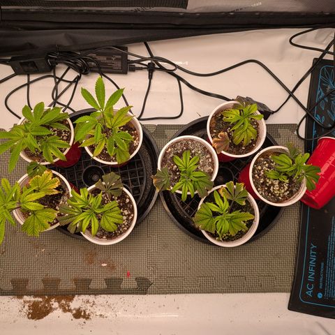 Dosido Cookies #8 growlog timeline photo