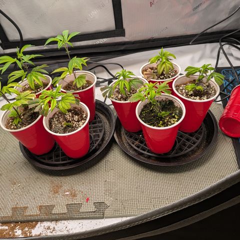 Dosido Cookies #8 growlog timeline photo