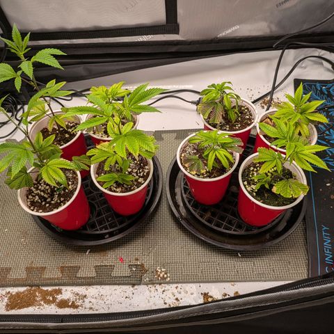 Dosido Cookies #8 growlog timeline photo