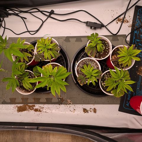 Dosido Cookies #8 growlog timeline photo