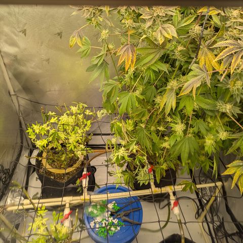 Fortune Cookie X Do-si-do #6 growlog timeline photo
