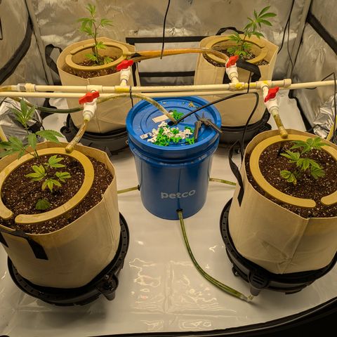 Dosido Cookies #8 growlog timeline photo