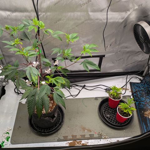 Dosido Cookies #8 growlog timeline photo