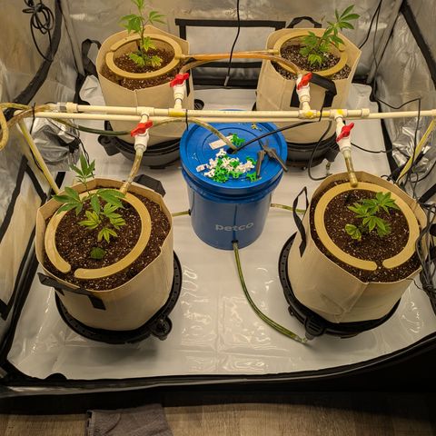 Dosido Cookies #8 growlog timeline photo