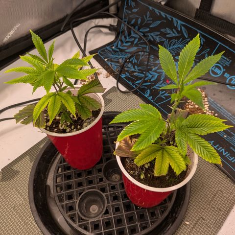 Dosido Cookies #8 growlog timeline photo