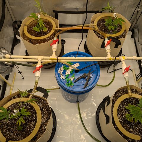 Dosido Cookies #8 growlog timeline photo