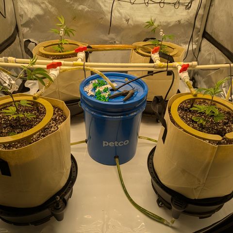 Dosido Cookies #8 growlog timeline photo
