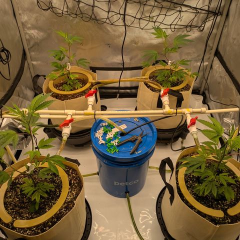 Dosido Cookies #8 growlog timeline photo
