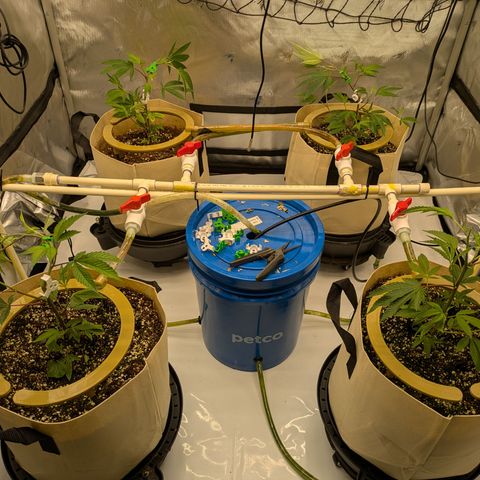 Dosido Cookies #8 growlog timeline photo