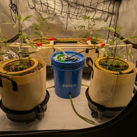 Dosido Cookies #8 growlog timeline photo