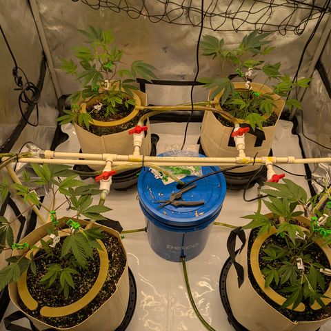 Dosido Cookies #8 growlog timeline photo