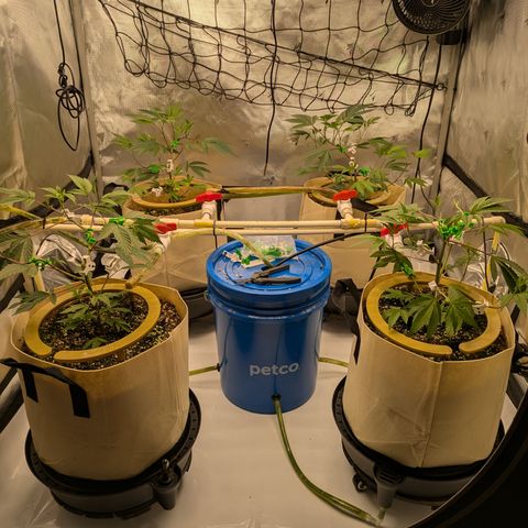 Dosido Cookies #8 growlog timeline photo