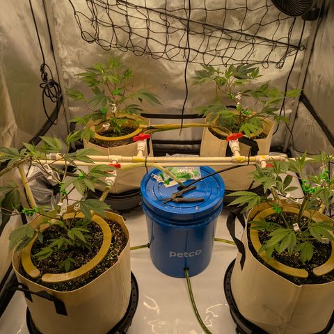 Dosido Cookies #8 growlog timeline photo