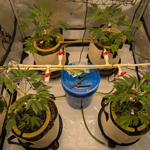 Dosido Cookies #8 growlog timeline photo