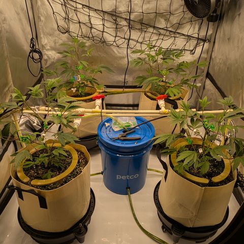 Dosido Cookies #8 growlog timeline photo