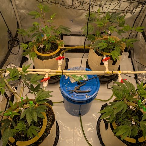 Dosido Cookies #8 growlog timeline photo