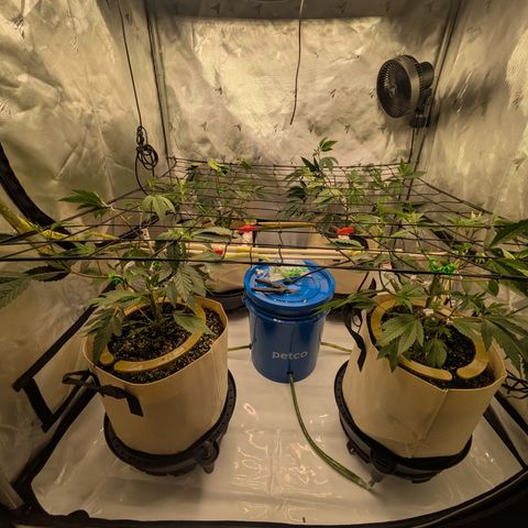 Dosido Cookies #8 growlog timeline photo