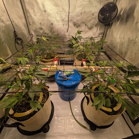 Dosido Cookies #8 growlog timeline photo